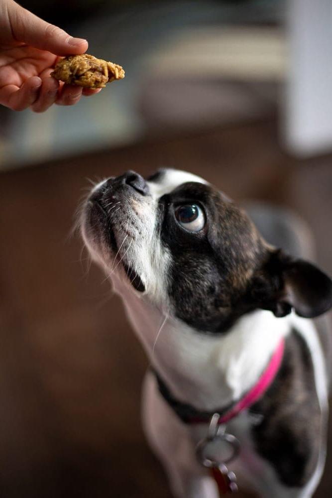Boston Terrier ist im Begriff, ein hausgemachtes Hundeleckerli zu essen