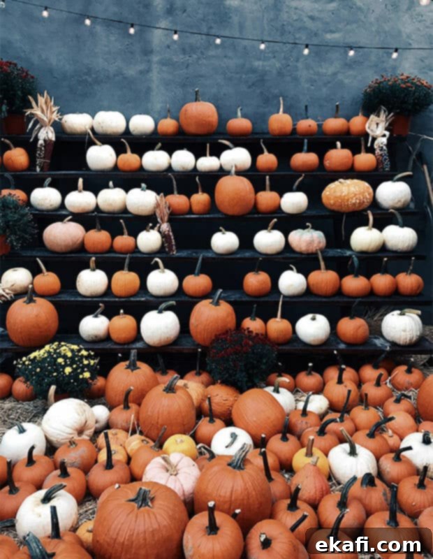 Midweek Sweetness 2 A vibrant autumnal display featuring various pumpkins and gourds on a rustic wooden surface, symbolizing the start of fall and harvest season.