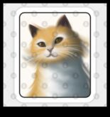 Δώρα Wise Whiskers για τους λάτρεις της γάτας