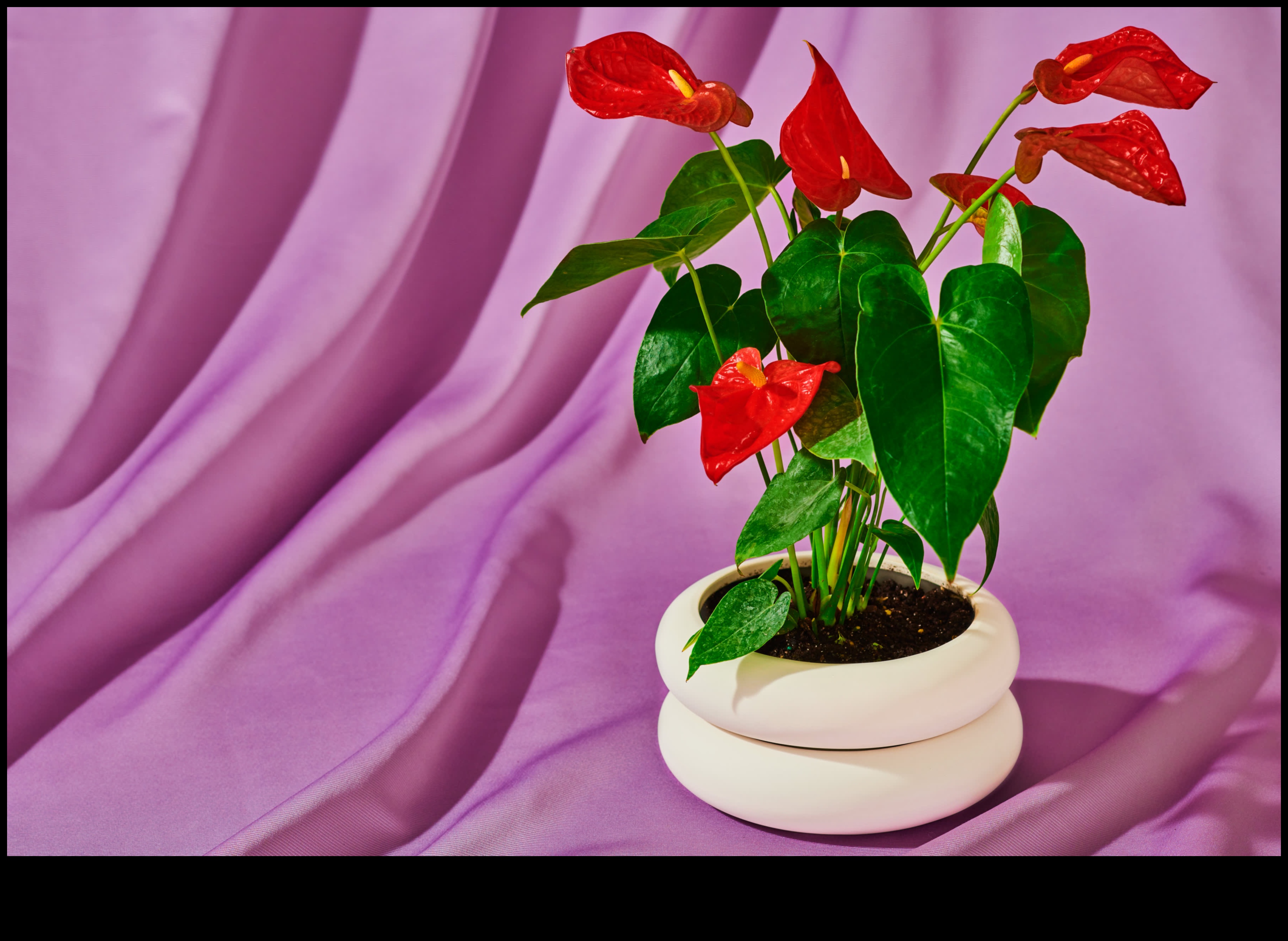 Green Thumb Glory: Gardening Gifts for Plant Enthusiasts