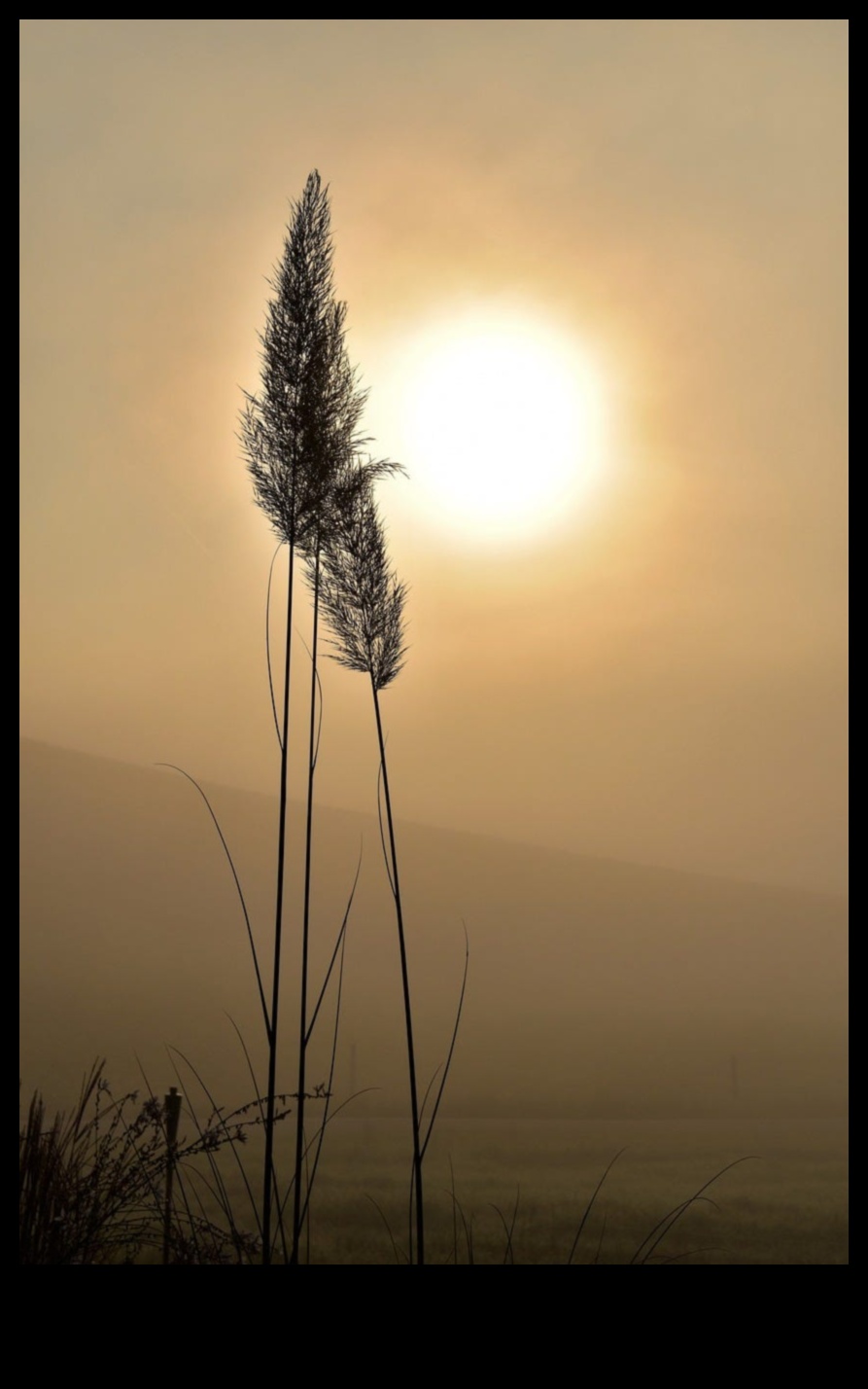 Sunrise Symphony: Εξερευνήστε την τέχνη του υγιεινού πρωινού