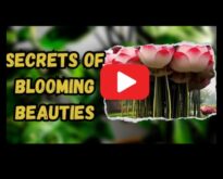 Τα μυστικά της φύσης αποκάλυψαν 7 συμβουλές για έναν ανθισμένο κήπο