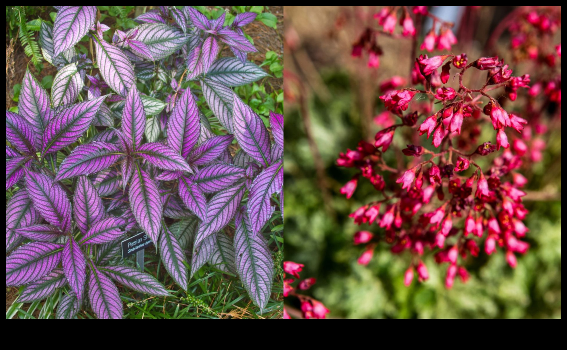 Blossoming Companions: Ανυψώστε την ομορφιά με το Companion Planting