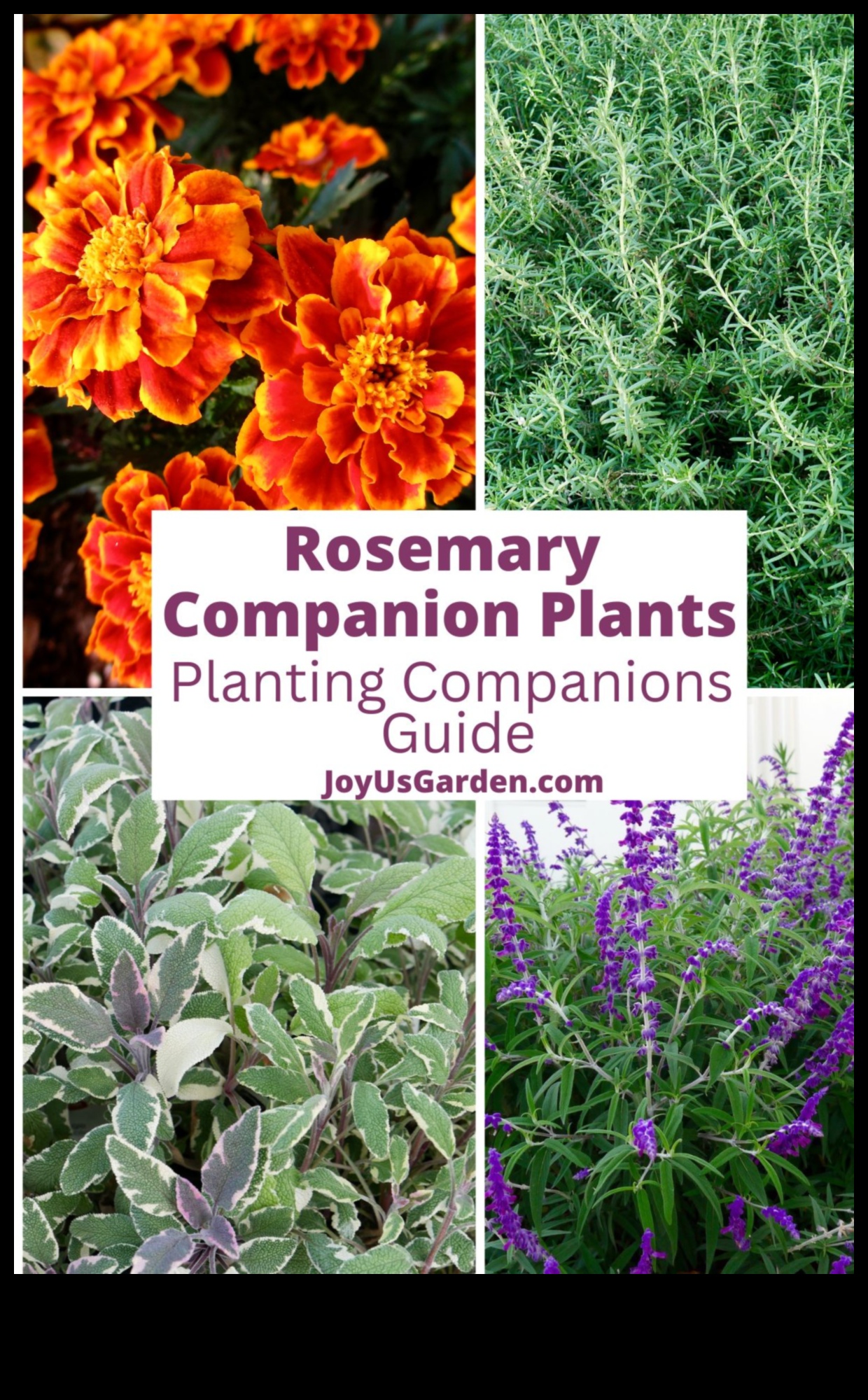 Blossoming Companions: Ανυψώστε την ομορφιά με το Companion Planting