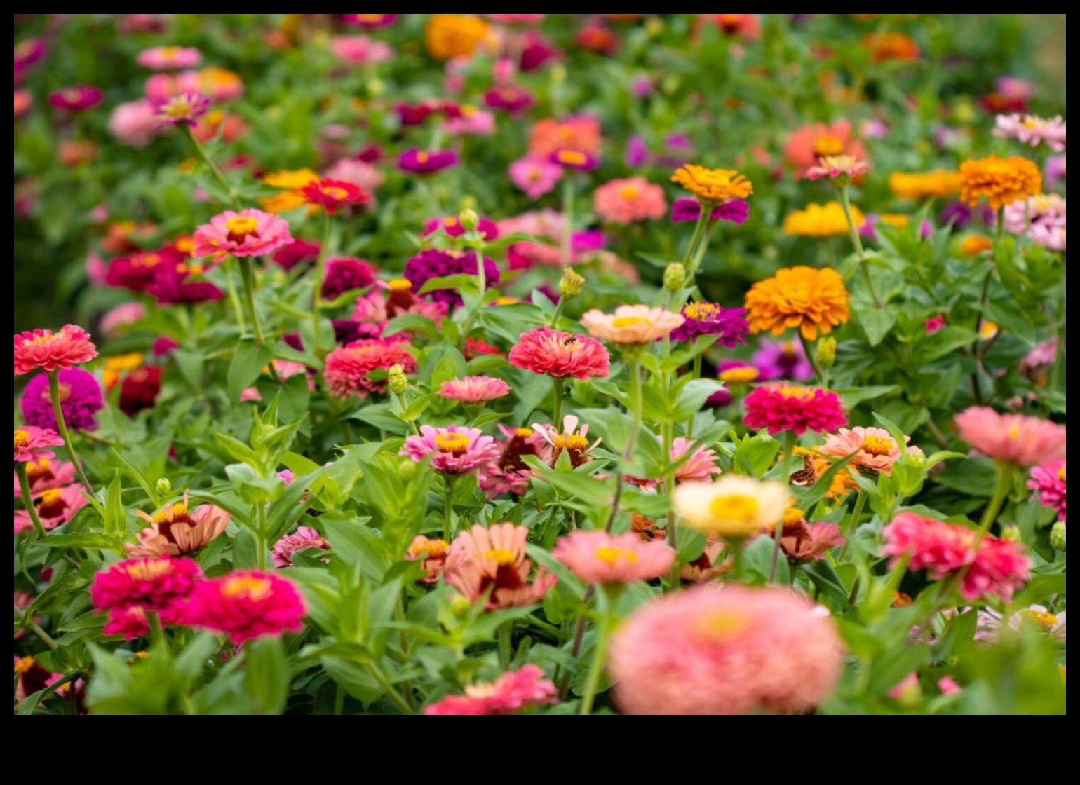 Blossoming Companions: Ανυψώστε την ομορφιά με το Companion Planting