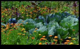 Blossoming Companions Πώς να Ανυψώσετε την Ομορφιά με το Companion Planting