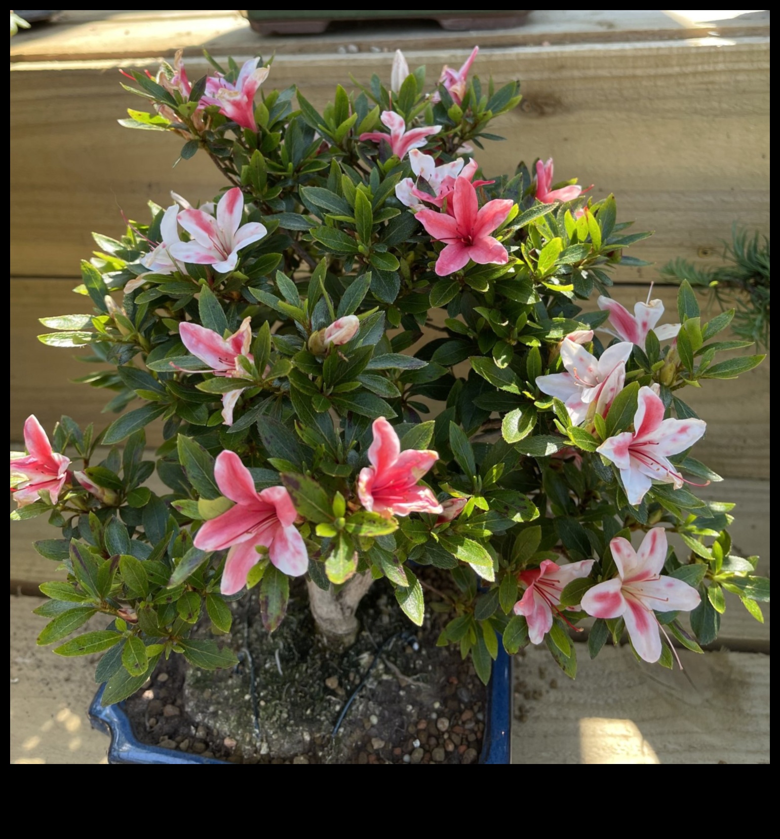 Τα μυστικά του Satsuki Azaleas: Japanese Garden Elegance