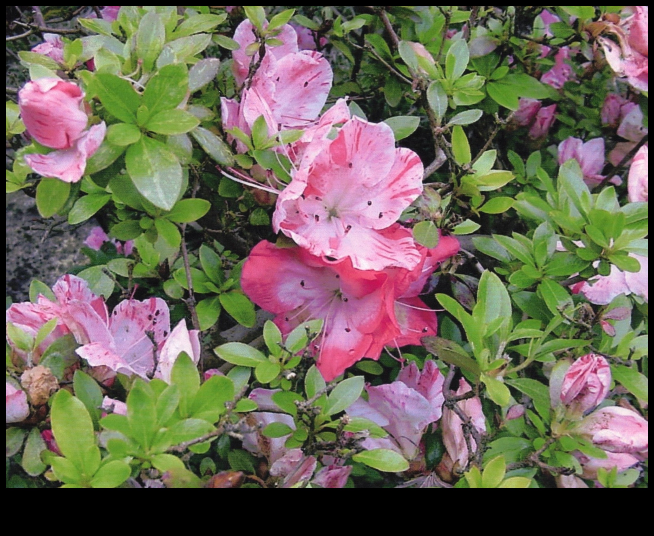 Τα μυστικά του Satsuki Azaleas: Japanese Garden Elegance