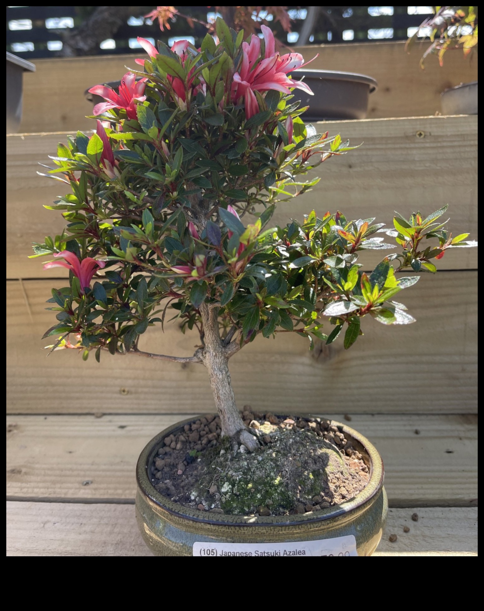 Τα μυστικά του Satsuki Azaleas: Japanese Garden Elegance