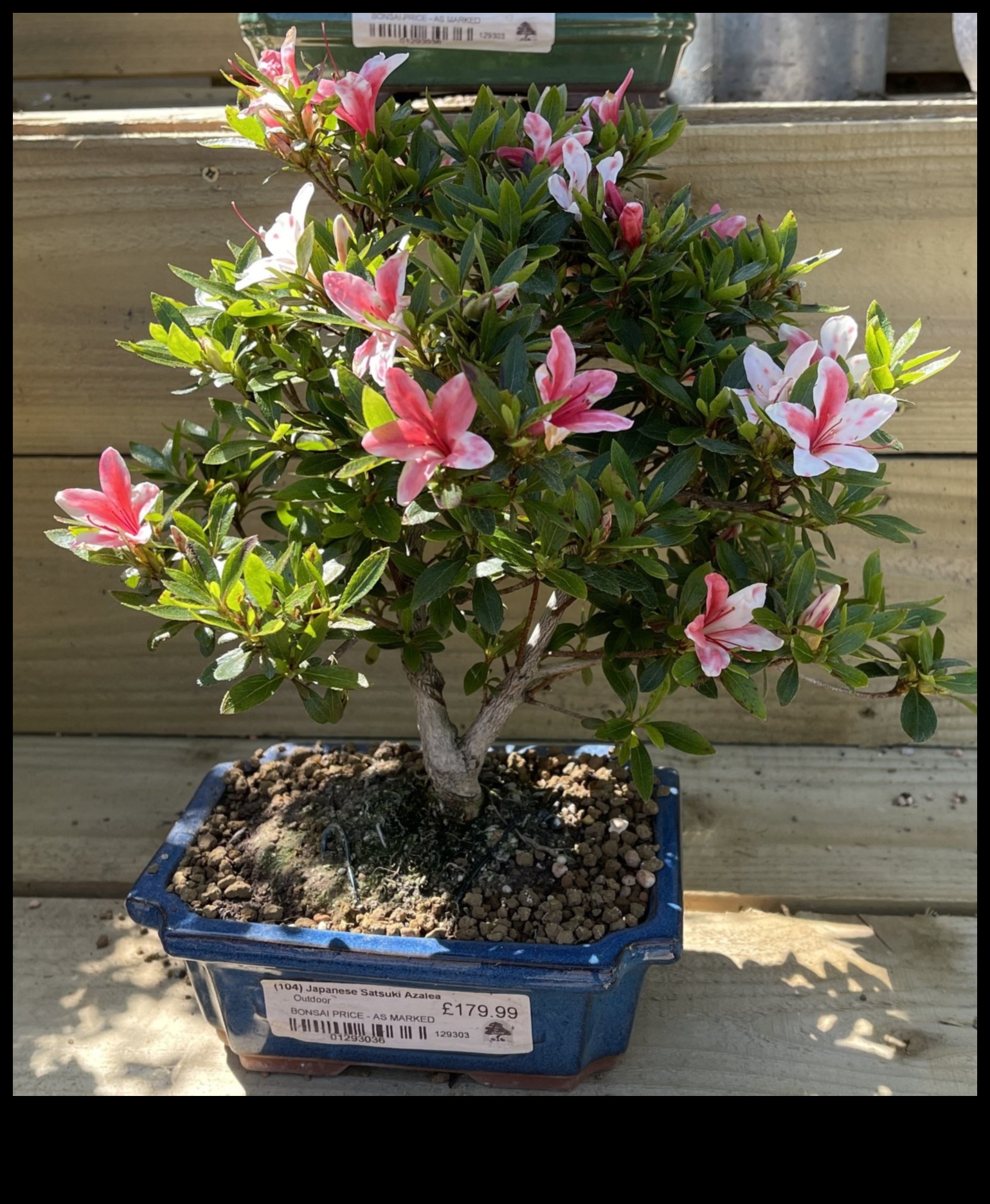 Τα μυστικά του Satsuki Azaleas: Japanese Garden Elegance