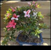 Satsuki Azaleas Το μυστικό για την κομψότητα του ιαπωνικού κήπου