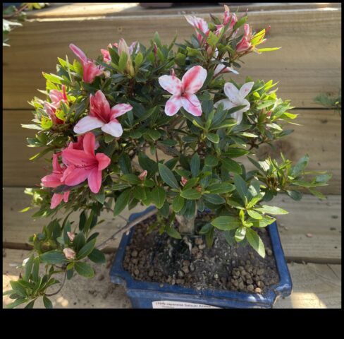 Satsuki Azaleas Το μυστικό για την κομψότητα του ιαπωνικού κήπου