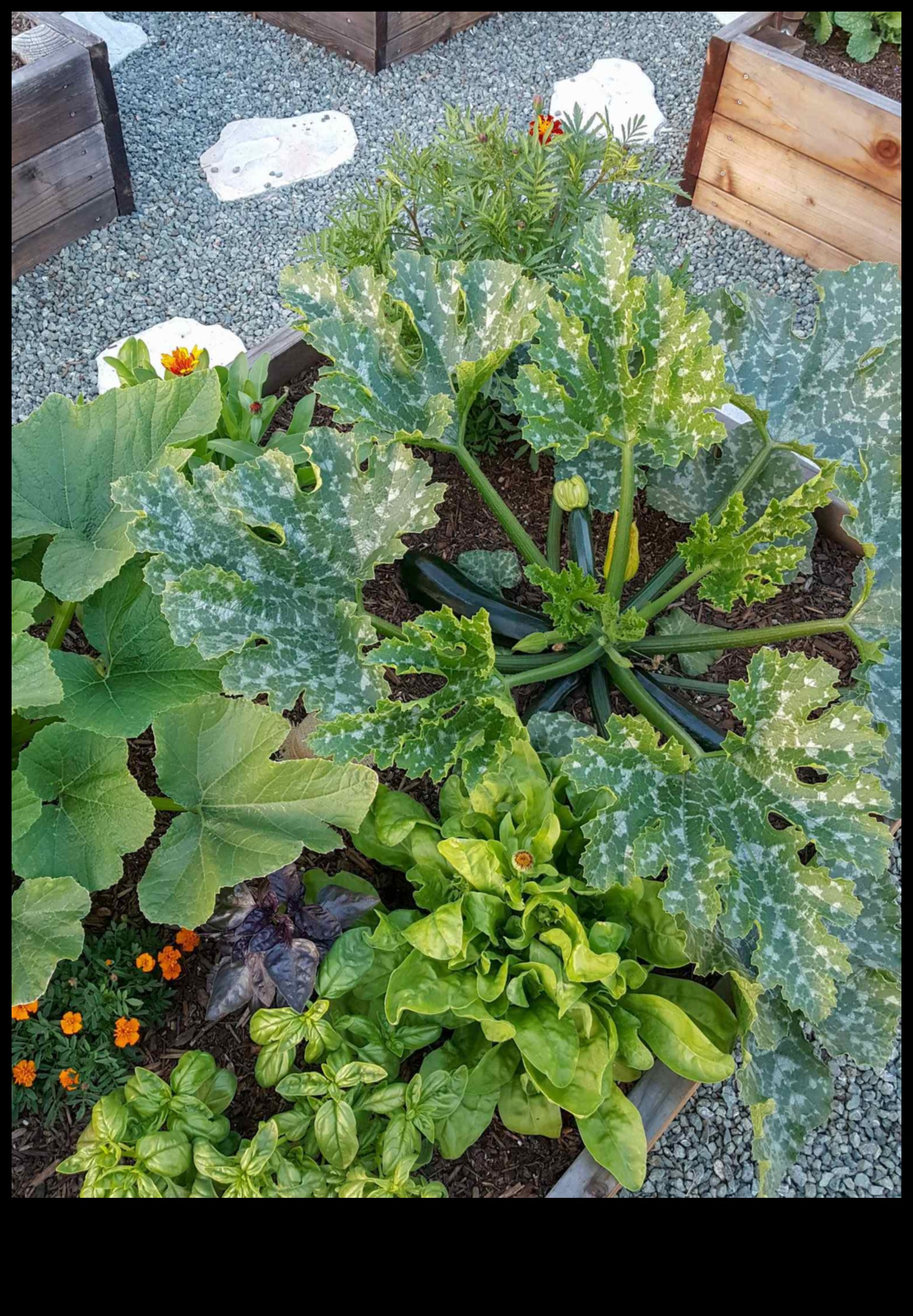 Foliage Friends: Elevating Beauty with Companion Planting