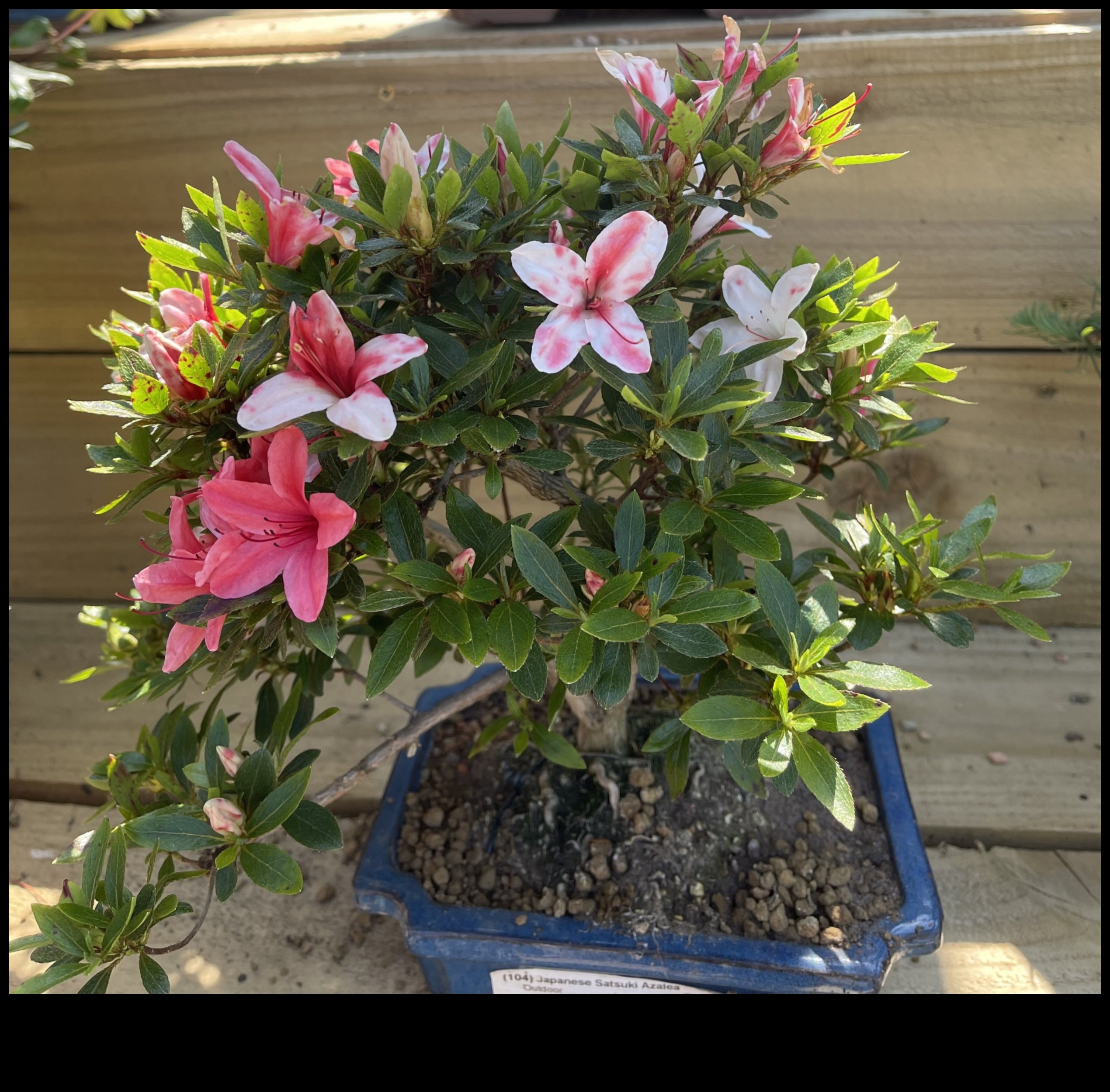 Τα μυστικά του Satsuki Azaleas: Japanese Garden Elegance